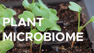 Hacking the microbiome of plants and soil  Sci NC [upl. by Constant]