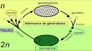 introduction à la biologie végétale S2 cycle de reproduction gamétophytes et sporophytes [upl. by Maretz9]