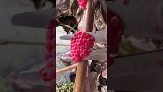 Invasive species Apple Snail Eggs [upl. by Ardenia384]