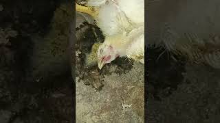 CRD मुर्गियों में होने वाली लाइलाज बीमारी जिसका इलाज है केवल सावधानी chicken poultryfarming [upl. by Annaul]