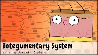 Integumentary System [upl. by Yuht]