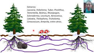 Micorrizas  Clases de microbiología agrícola [upl. by Rebekah]