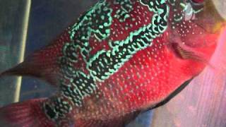 Flower horn cichlid female made in thailand [upl. by Trahern540]