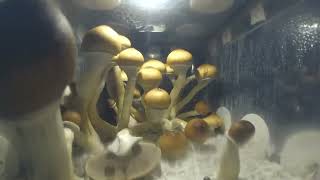 MUSHROOMS TIMELAPSE [upl. by Dayiz]