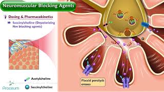 Neuromuscular Blocking Agents Animation  Pharmacology Lectures [upl. by Ellimak750]