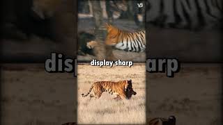 Sumatran Tiger VS Bengal Tiger shorts [upl. by Gilbye]