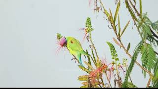 Plum headed parakeet at Valparai [upl. by Alyag546]