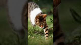 Cats catch insects cat cutecat funny catlover meowingtv [upl. by Oiram]