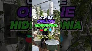 Aprende hidroponia desde cero cultivarencasa cultivaencasa plantas jardin cultivohidroponico [upl. by Stretch]