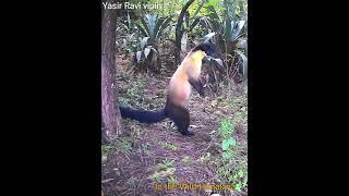 Yellow Throated Marten Inquisitive  Wildlife of Himalaya [upl. by Prosper]