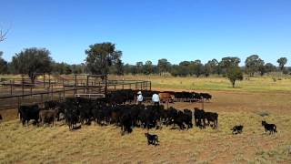 Amazing Working Dogs on Mustering Cattle in Australia [upl. by Sarazen]