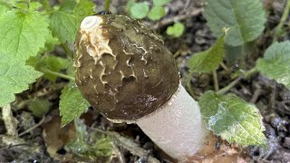 Phallus impudicus Mushroom Identification [upl. by Gustave]