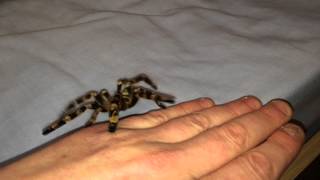 Poecilotheria subfusca highland handling [upl. by Arehc]