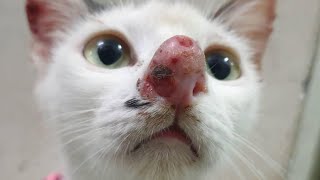 Gigantic Botfly Removed From Kittens Nose [upl. by Kleinstein]