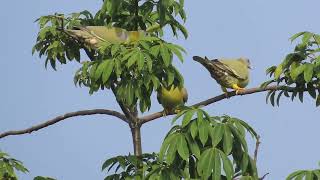 Yellowfooted Green Pigeon 05 11 24 S K C P Kn Rd 1 [upl. by Anuaik]