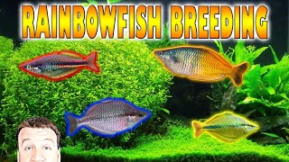 How to Easily Breed Rainbowfish [upl. by Freberg110]