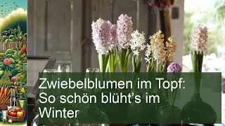 Zwiebelblumen im Topf So schön blüht’s im Winter [upl. by Retrak]