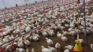 successful Broiler poultry farming 16000 Broiler chicken farming poultry farm [upl. by Annahsohs]