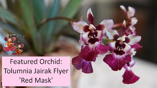 Featured Orchid Tolumnia Jairak Flyer Red Mask  Can an Orchid Be Cursed  FirstTime Bloomer [upl. by Ettedo399]