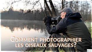 Comment photographier les oiseaux sauvages  Photographie Animalière [upl. by Enelime37]