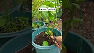 Pruning Eggplant garden organicvegetablegarden gardening fruit organicgarden [upl. by Derreg]