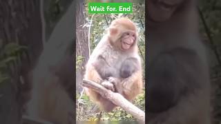 Monkey funny Smiling music monkey viralvideo shorts 😂🤣🤣😁trading [upl. by Reis]