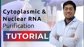 RNA Purification Tutorial  Cytoplasmic and Nuclear RNA [upl. by Rochkind239]