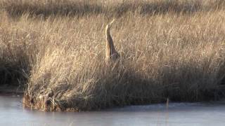 The American Bittern [upl. by Cirtap]