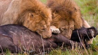 DOCUMENTAL TIERRA DE LEONES  EL SERENGUETI TANZANIA 🦓 🦁 🐃 🐂 🐘 🦒🦛 [upl. by Hanikahs224]