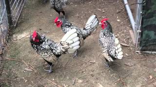 Silver Sebright Bantam roosters [upl. by Eldora]