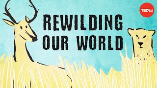 From the top of the food chain down Rewilding our world  George Monbiot [upl. by Ahtael]