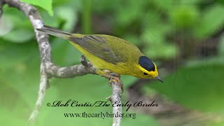 Cardellina pusilla WILSONS WARBLER male glimpses 9087606 [upl. by Slyke]