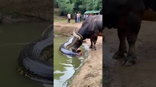 This video is absolutely beyond belief the buffalo actually ate half a python youtubeshorts [upl. by Sykes]