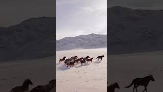 The horse  Amazing Horses Running [upl. by Fariss]