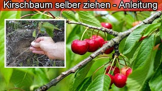 Kirschbaum aus Stecklinge selber ziehen  Kirschbäume selber vermehren züchten amp pflanzen Anleitung [upl. by Nivak]