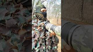 wildlife caatinga animaisdacaatinga natureza avesdacaatinga birds [upl. by Lletnom]