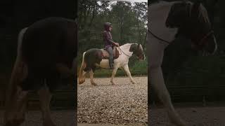 Wilder Isländer ganz brav 🥰 horsemanship anreiten jungpferd [upl. by Valda]