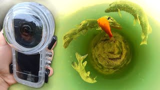 POV youre a GOLDFISH among PIKE  Impressive 360° underwater videos  Underwater World [upl. by Annyrb]