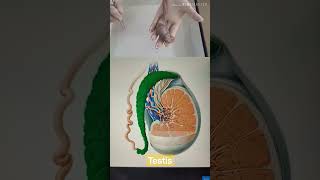 Testis amp Epididymisobstetricsandgynecology youtubeshorts medicalshorts [upl. by Ernst]