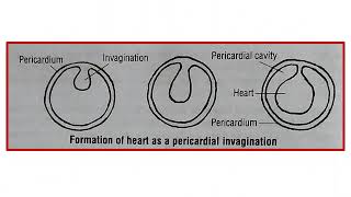 Subphylum Urochordata  Ascidia  Circulatory system [upl. by Cazzie941]