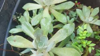 garden gardening motherofpearl succulent viralvideos motherofpearl plant [upl. by Gisele]