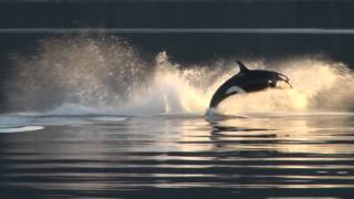 Killer Whales UpClose in Alaska [upl. by Erving]