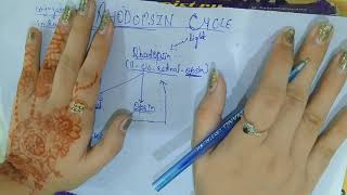 Rhodopsin cycle Easy to get [upl. by Solly]