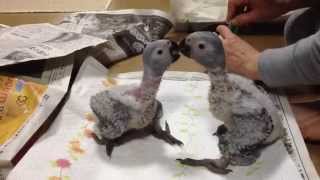 African Grey parrot Babys hand feeding ヨウムの雛 [upl. by Nalid]