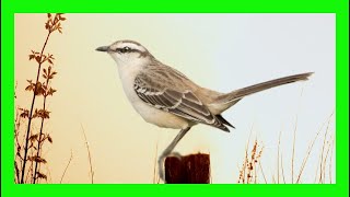 Calandria Grande Canto Llamado Sonido  Chalkbrowed Mockingbird Bird Song  Mimus Saturninus [upl. by Afatsum518]