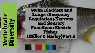 Swim Bladders amp LungsBuoyancy RegulationNervous FunctionsElectric FishesMiller amp HarleyPart 2 [upl. by Akcir]