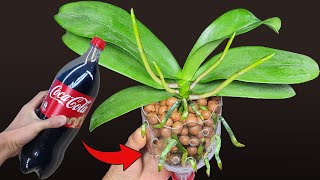 Do this after the Orchid flowers fall the orchid roots grow immediately Orchid Care for Beginners [upl. by Noirod]