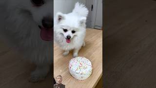 cakes and cakes and cute dogs ❤️dog pets funny shorts [upl. by Rushing]