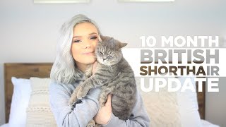 10 MONTH BRITISH SHORTHAIR CAT UPDATE  Reasons To Own One [upl. by Valsimot217]