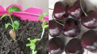 Easy Way To Grow Cherry Plant From Seed  Perfect Method Of Germinate Seeds In May [upl. by Ideih873]